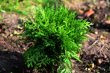 Tuya Danica in the Garden, Belarus