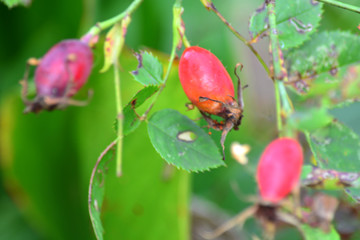 dogrose in the garden, autumn, Belarus