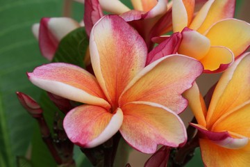 Obraz na płótnie Canvas PLANT, it is beautiful flower that Thai people call LEE-LA-WA-DEE, like to grow be decorate.