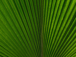 Obraz premium Palm leaf