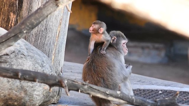 Japanese macaque with newborn baby macaque