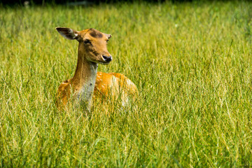 Young deer in sun on green pasture