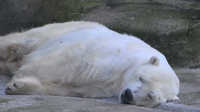 Polar bear is sleeping