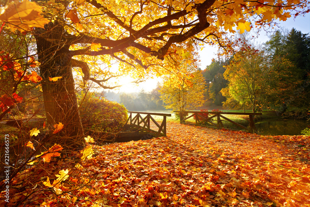 Wall mural Autumn forest. Beautiful rural scenery.