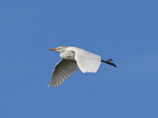 Cattle egret (Bubulcus ibis)