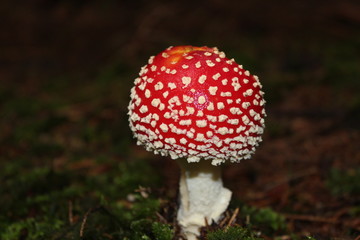 Pilze, Wald, Mushroom, Natur