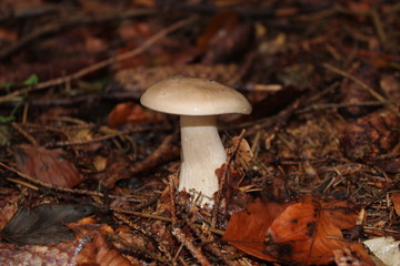 Pilze, Wald, Mushroom, Natur © Daniele