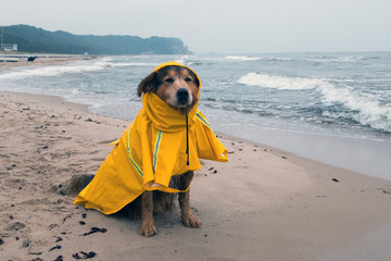 Hund mit Regenmantel bei schlechtem Wetter am Meer