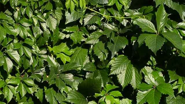 Virginia creeper background in sunny day