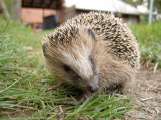 Hedgehog on green grass in daylight - 1