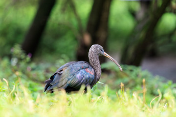 Ibis