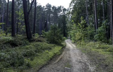 Obraz premium Road in Polish wild forest - Slowinski National Park, Poland