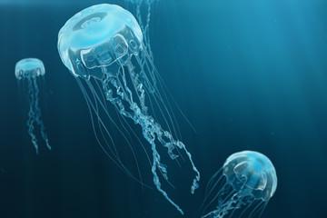 Obraz premium 3D illustration background of jellyfish. Jellyfish swims in the ocean sea, light passes through the water, creating the effect of volume-rays. Dangerous blue jellyfish