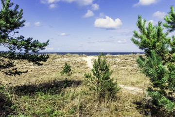 Young spruce in Slowinski National Park with Baltic Sea in background - Poland