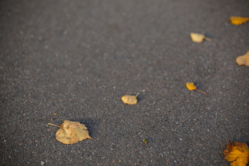Fototapeta na wymiar Fallen autumn yellow leaves on the sidewalk in the park in the morning