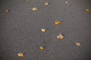 Fototapeta na wymiar Fallen yellow leaves on the pavement