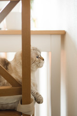  Beautiful scottish fold cat lies on a chair