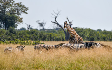 Giraffe in Chobe National Park