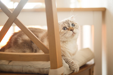  Beautiful scottish fold cat lies on a chair