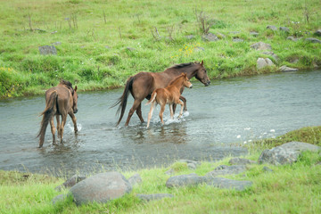 Naklejka na ściany i meble Wild horses mare and foal running across the river in Kaimanawa ranges, Central Plateau, New Zealand