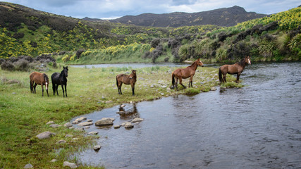 Wild horses by the river in the Kaimanawa mountain ranges with yellow lupin flowers, central...