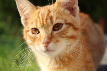 red orange cat