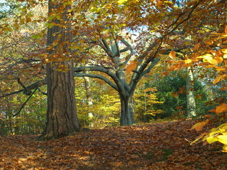 Yellow English Forest Landscape