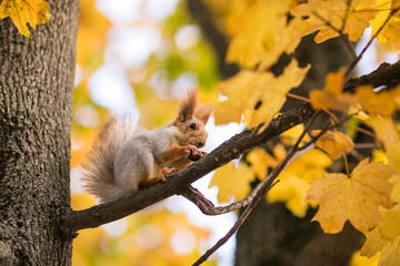 Nice squirrel with nut sitting on the autumn tree