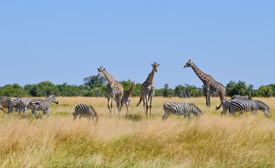 Giraffe in Chobe National Park © Robert Styppa
