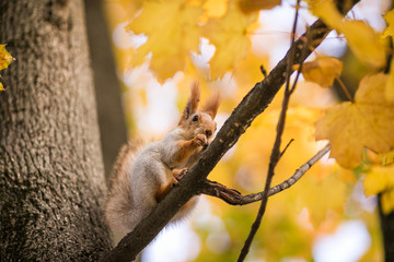 Nice squirrel with nut sitting on the autumn tree