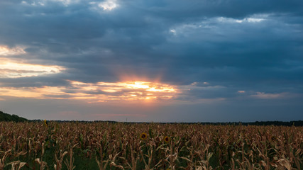 field at sunset