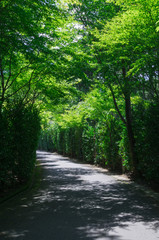 Approach to a Mt.Hiei-zan Enryaku-ji Temple,kyoto, Japan.