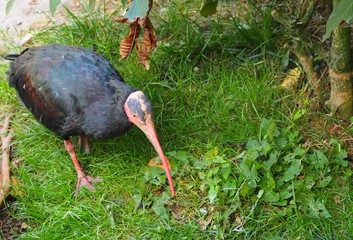 Photography that is showing a northern bald ibis (scientific name: Geronticus eremita)