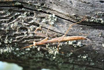 European mantis (Mantis religiosa) female on rough wooden gray texture background, top view