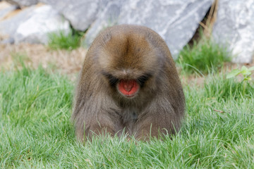 Macaque japonais en gros plan