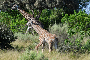 Giraffe in Chobe National Park