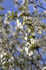 cherry flowers