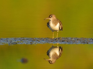 Adult common sandpiper (Actitis hypoleucos)