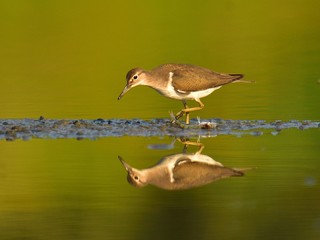 Adult common sandpiper (Actitis hypoleucos)