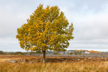 Single tree in a autumn landscape view