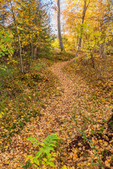 Obraz premium Forest trail with fall colors on the trees