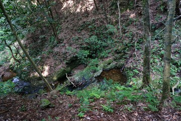 Fototapeta premium izumo forest