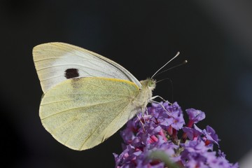 Large White Butterfly on buddleia