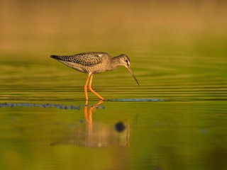 Juvenile spotted redshank (Tringa erythropus)