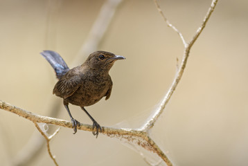 Ceylon Whistling-thrush - Myophonus blighi, small shy perching bird from Sri Lanka forests and woodlands.