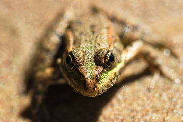 frog sits on the sand, close-up