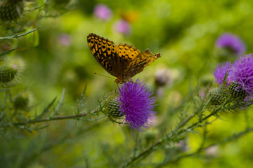Butterfly On Milk Thistle Flower  In Blue Ridge Mountains