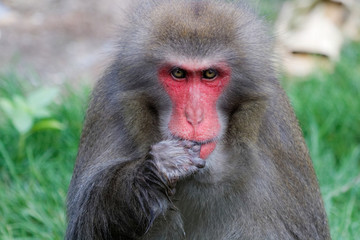 Macaque japonais en gros plan