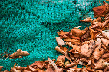 Dry leaves on the tissue surface of the bag