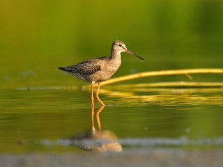 Juvenile spotted redshank (Tringa erythropus)